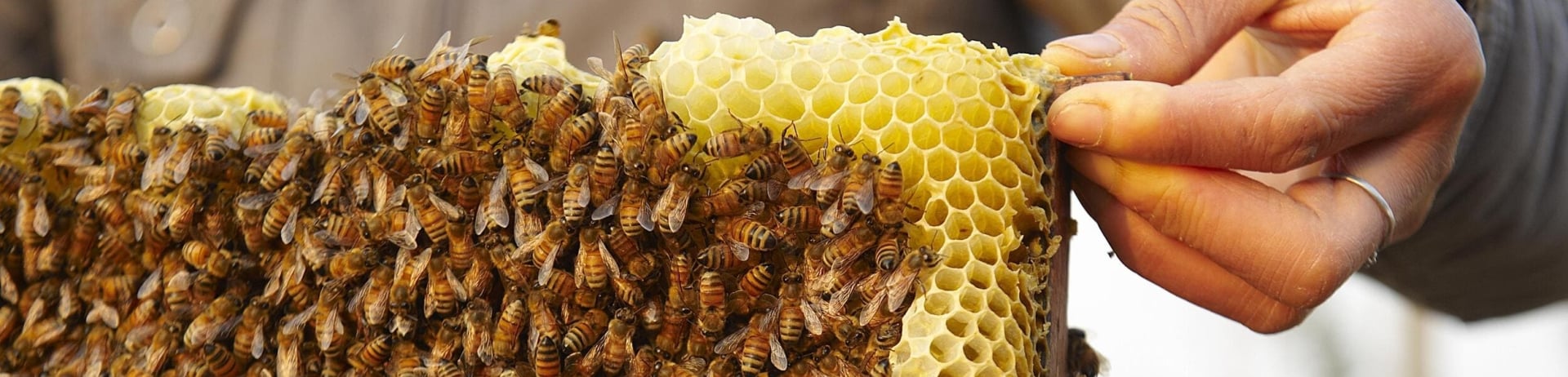 A bee hive from Fairmont Chateau Laurier