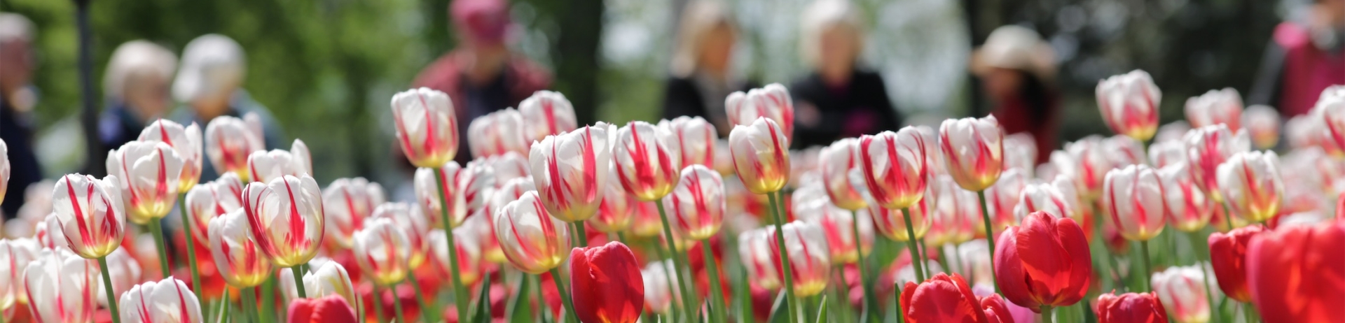 row of red and white tulips