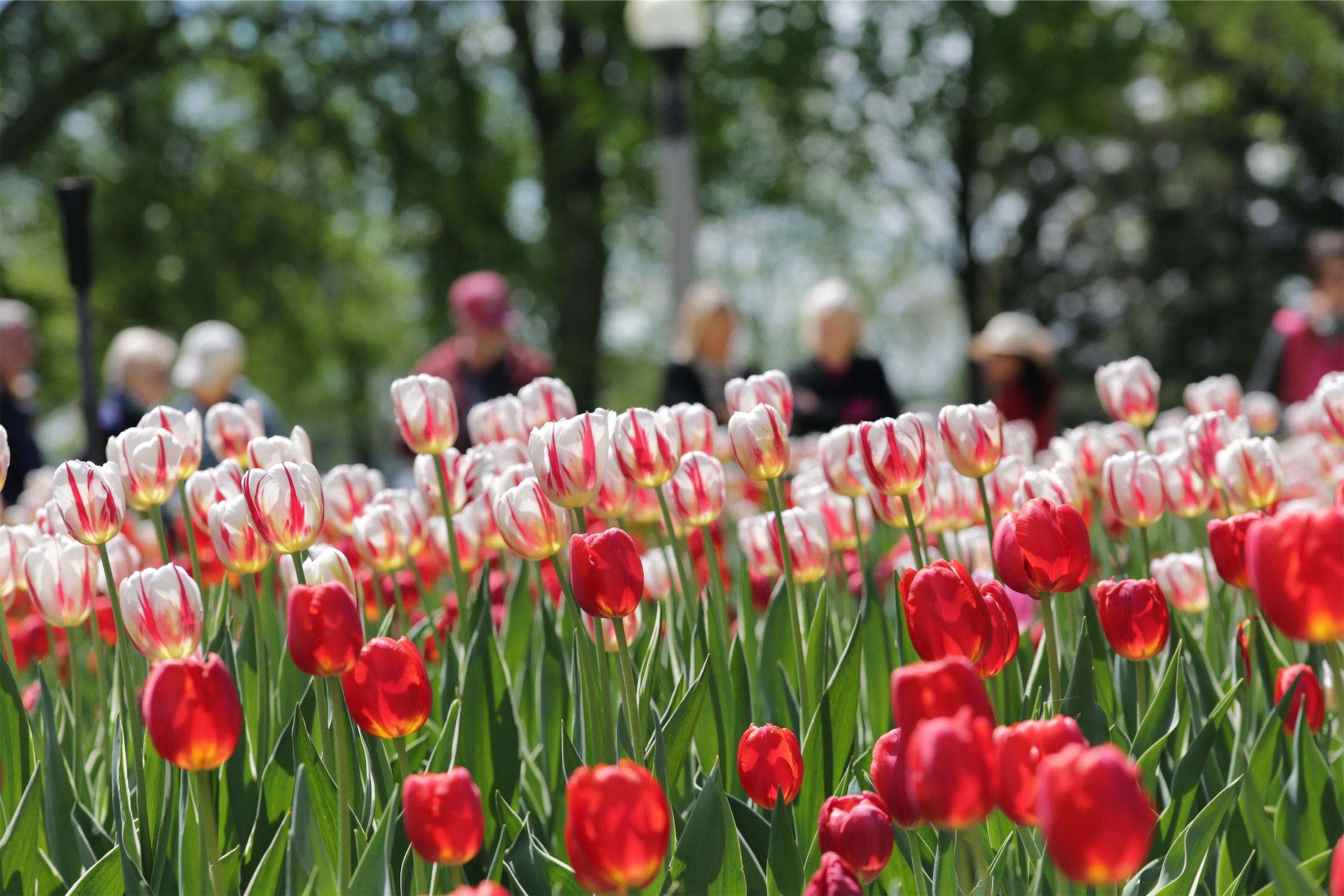 row of red and white tulips