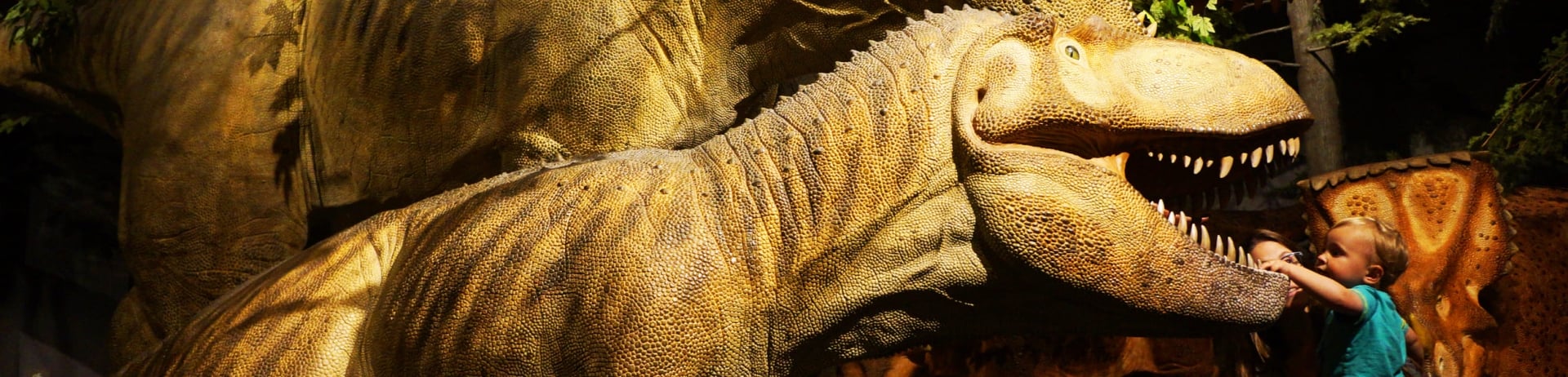 a child looking at the dinosaur exhibit