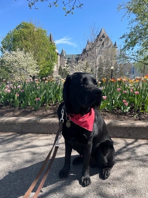 black lab in the garden